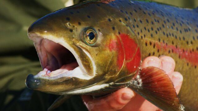 Fishing2